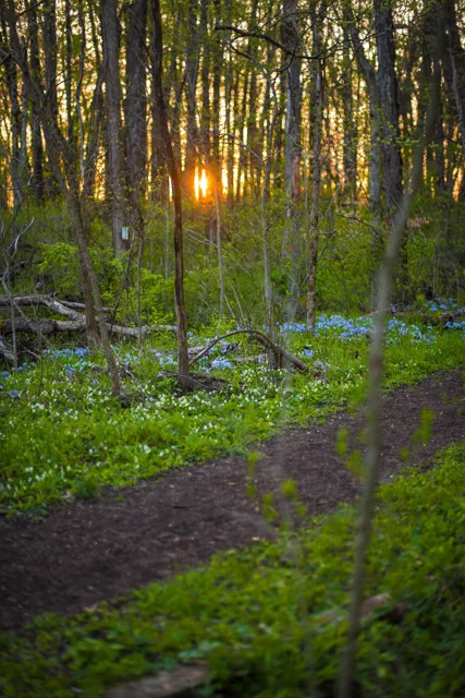 Nature portfolio photograph: _DSC0838.jpg