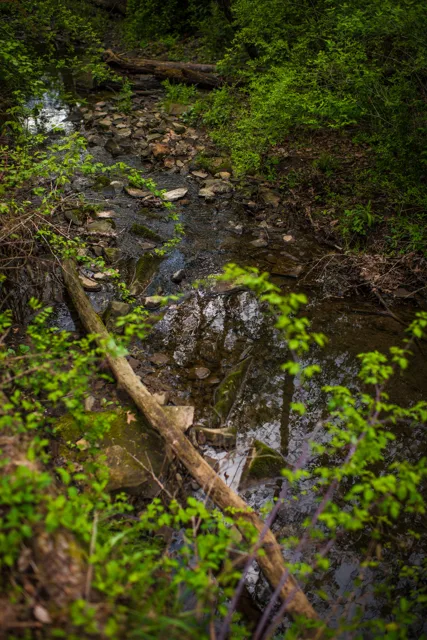 Nature portfolio photograph: _DSC0790.jpg