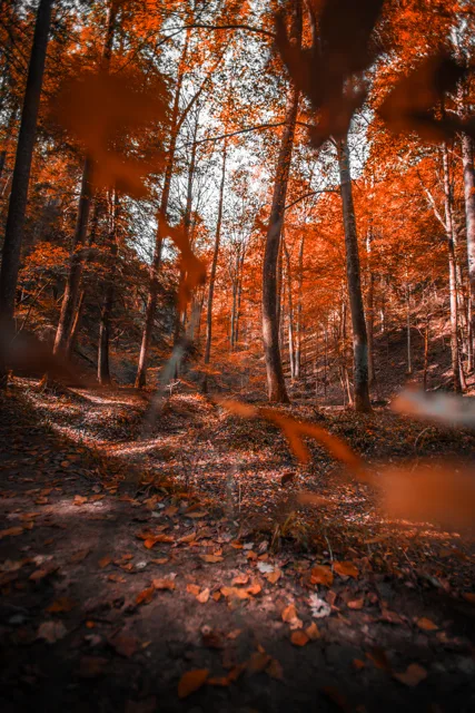 Nature portfolio photograph: _DSC7631.png