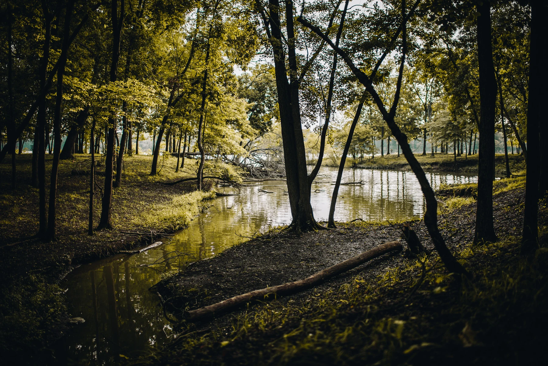 Nature portfolio image