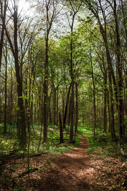 Nature portfolio photograph: _DSC0700.jpg