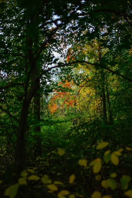 Nature portfolio photograph: _DSC4673.jpg