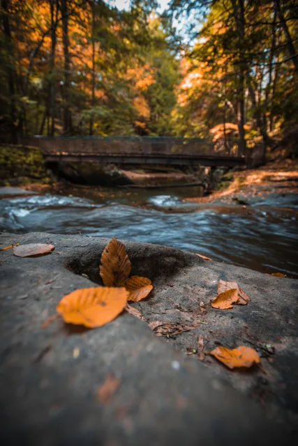Nature portfolio photograph: _DSC7798.jpg
