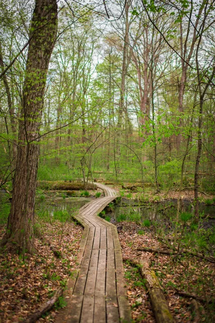 Nature portfolio photograph: _DSC0721.jpg