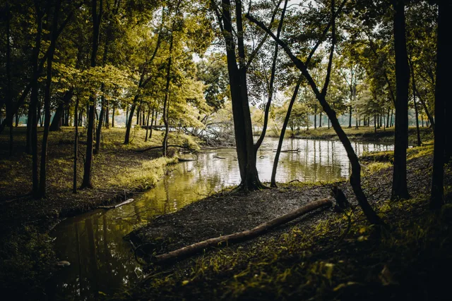 Lurkin’ Woods photo print by Cody B.